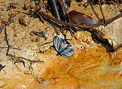 A Shell oil spill in the Niger Delta
